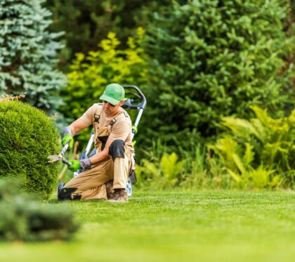 Professional,Gardener,Shaping,Green,Shrub,With,Garden,Scissors,During,Landscape